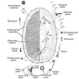   Parasaissetia nigra   Illustration by R. J. Gill 