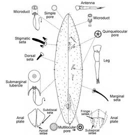   Prococcus acutissimus    Illustration by R. J. Gill 