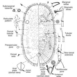   Pulvinaria ixorae    Illustration by D. R. Miller 