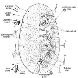   Pulvinaria polygonata    Illustration by D. J. Williams 