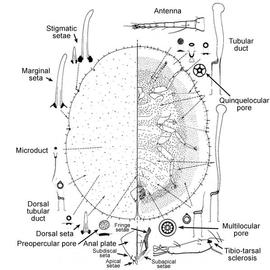   Pulvinariella mesembryanthemi   Illustration by R. J. Gill 