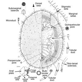   Saissetia coffeae   Illustration by R. J. Gill 