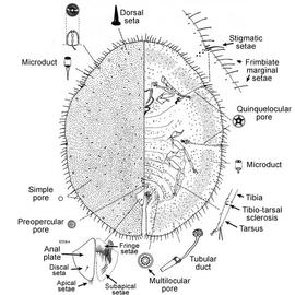   Saissetia miranda   Illustration by R. J. Gill 