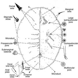   Tillancoccus mexicanus    Illustration by D. R. Miller 