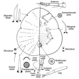   Tillancoccus tillandsiae    Illustration by C. J. Hodgson 