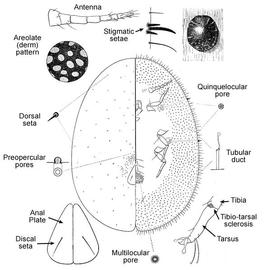   Udinia farquharsoni   Illustration by G. DeLotto 