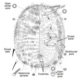   Icerya purchasi    Illustration by Williams 