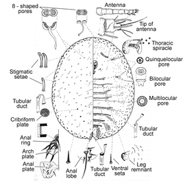   Lecanodiaspis prosopidis   Illustration by Howell 