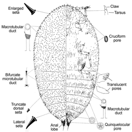   Acanthococcus araucariae   Illustration by Miller 