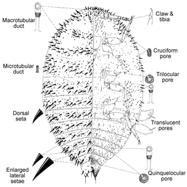   Acanthococcus dubius   Illustration by Miller 