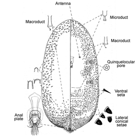   Aclerda takahashii   Illustration by McConnell 