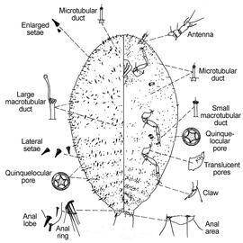   Asiacornococcus kaki   Illustration by Miller 