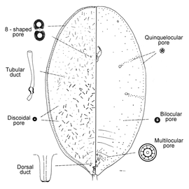   Bambusaspis bambusae   Illustration by Gill 