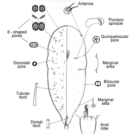   Bambusaspis miliaris   Illustration by Stumpf 