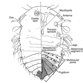   Conchaspis angraeci   Illustration by Gill 