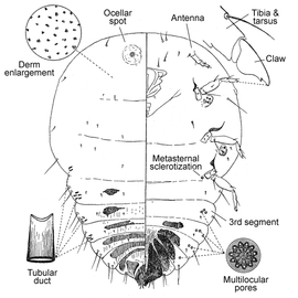   Conchaspis capensis   Illustration by Mamet 