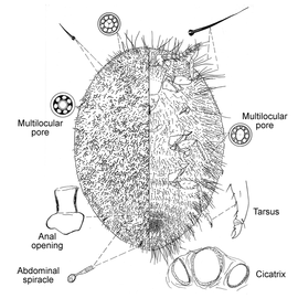   Crypticerya rosae    Illustration by Miller 