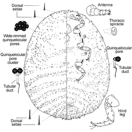   Dactylopius coccus   Illustration by Perez & Kosztarab 