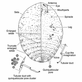   Dactylopius tomentosus   Illustration by Gill 