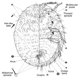   Icerya aegyptiaca    Illustration by Williams 