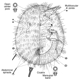   Icerya samaraia   Illustration by Williams 