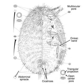   Icerya seychellarum   Illustration by Williams 