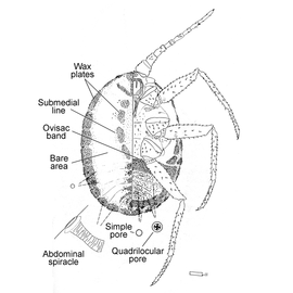   Insignorthezia insignis   Illustration by Hollyoak 