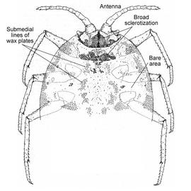   Insignorthezia pseudinsignis    Illustration by Morrison 