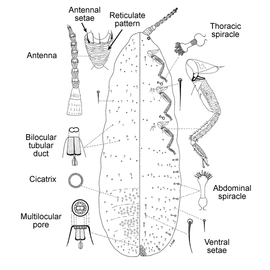   Matsucoccus feytaudi   Illustration by Foldi 