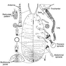   Matsucoccus josephi   Illustration by Ben-Dov 