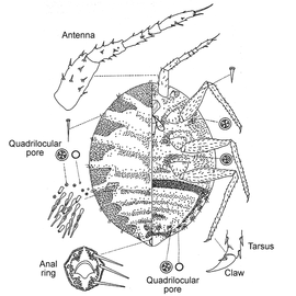   Newsteadia floccosa    Illustration by Benedicty 