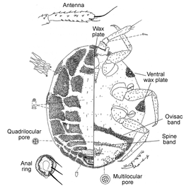   Orthezioloa vejdovskyi   Illustration by Miller 