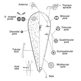   Palmaspis inlabefacta   Illustration by Stumpf 