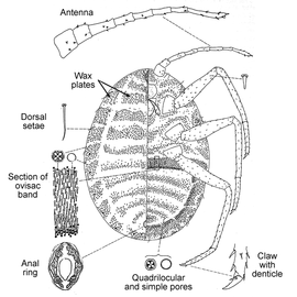   Praelongorthezia praelonga    Illustration by Benedicty 