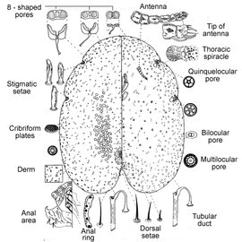   Psoraleococcus multipori    Illustration by Lambdin      