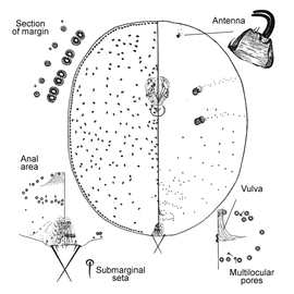   Russellaspis pustulans   Illustration by Hoke DeBord 