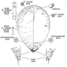   Sclerosococcus ferrisi   Illustration by McKenzie 