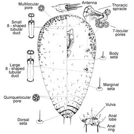   Sclerosococcus tillandsiae   Illustration by Lambdin 