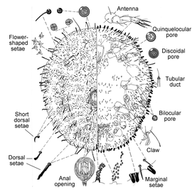   Stictococcus formicarius    Illustration by Miller 