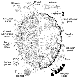   Stictococcus intermedius   Illustration by Miller 