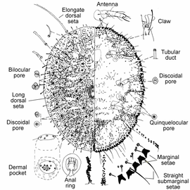   Stictococcus sjostedti   Illustration by Miller 