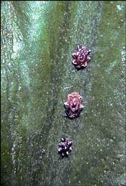   Ceroplastes rubens  
 Photo by R. J. Gill 