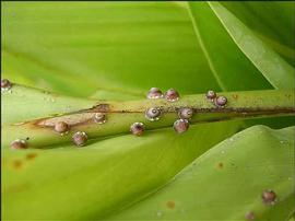   Ceroplastes rusci  
 Photo by Demian Kondo 