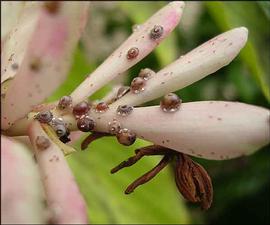   Ceroplastes rusci  
 Photo by Demian Kondo 