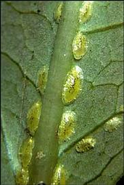   Coccus viridus  
 Photo by R. J. Gill 