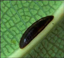   Prococcus acutissimus  
 Photo by R. J. Gill 