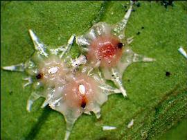   Ceroplastes stellifer  
 Photo by Jeff Lotz 