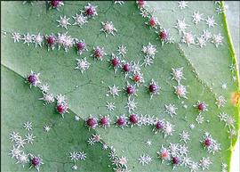   Ceroplastes stellifer  
 Photo by Demian Kondo 