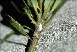   Ferrisia virgata  
 Photo by J. A. Davidson 