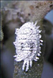   Phenacoccus solenopsis  
 Photo by R.J. Gill 